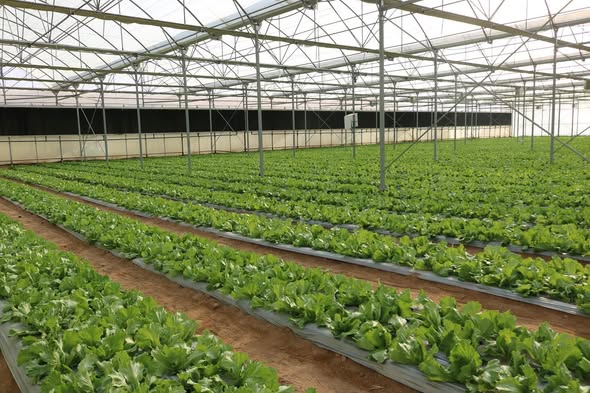 Rows of leafy greens growing inside a climate-controlled greenhouse