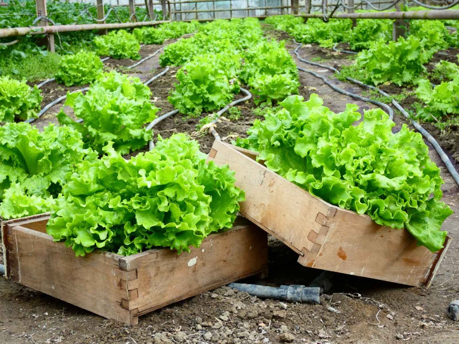 Greenhouses